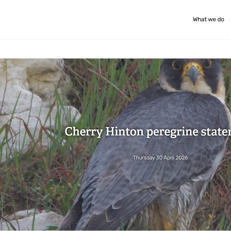 Post-mortem on Cambridgeshire Peregrine reveals shotgun&nbsp;pellets