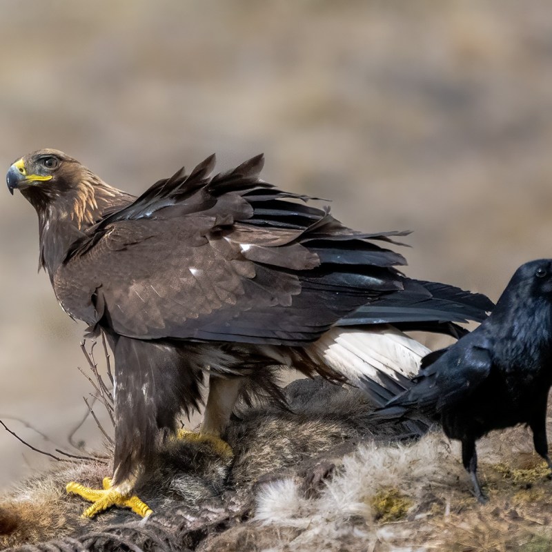 Job opportunity: Scottish Raptor Monitoring&nbsp;Coordinator
