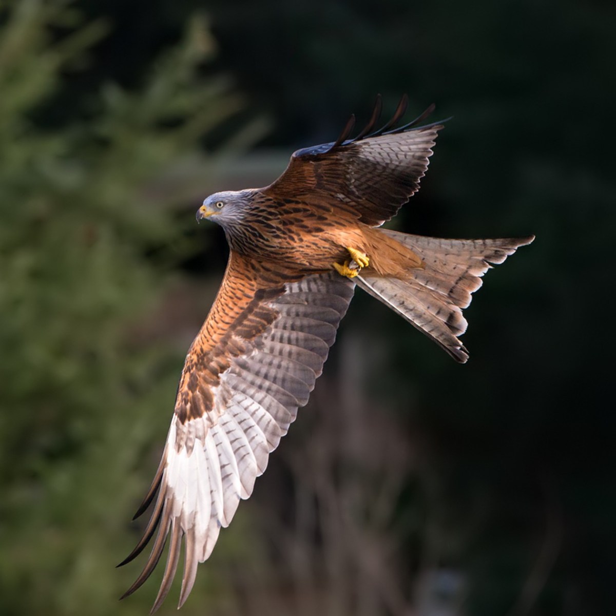 Trial extended for two Scottish gamekeepers accused of offences relating to alleged shooting of Red Kites in Cairngorms National&nbsp;Park