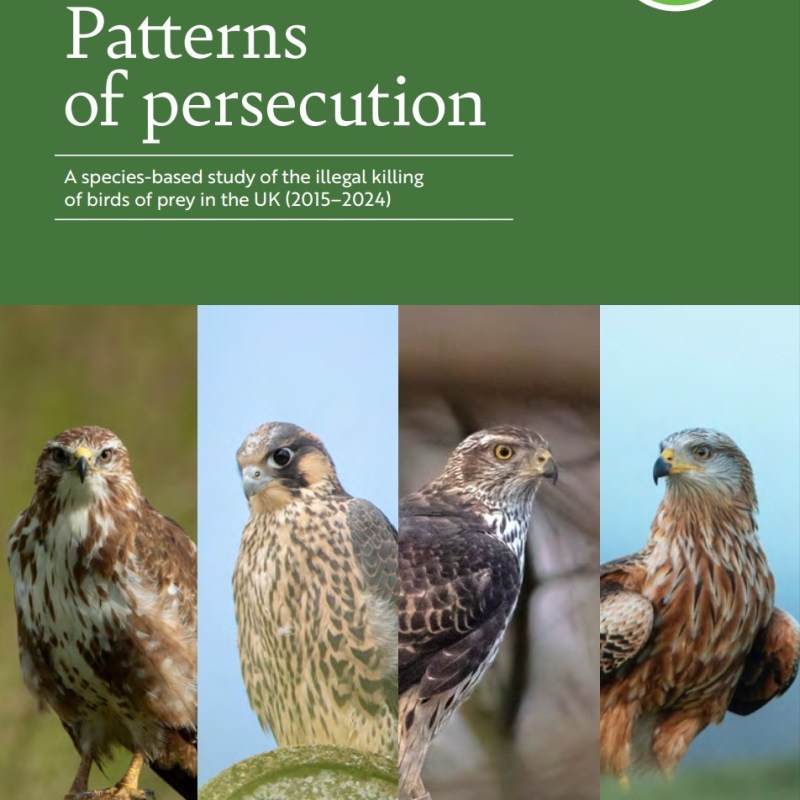UK legislation continues to fail birds of prey as widespread illegal killing continues – new report from&nbsp;RSPB