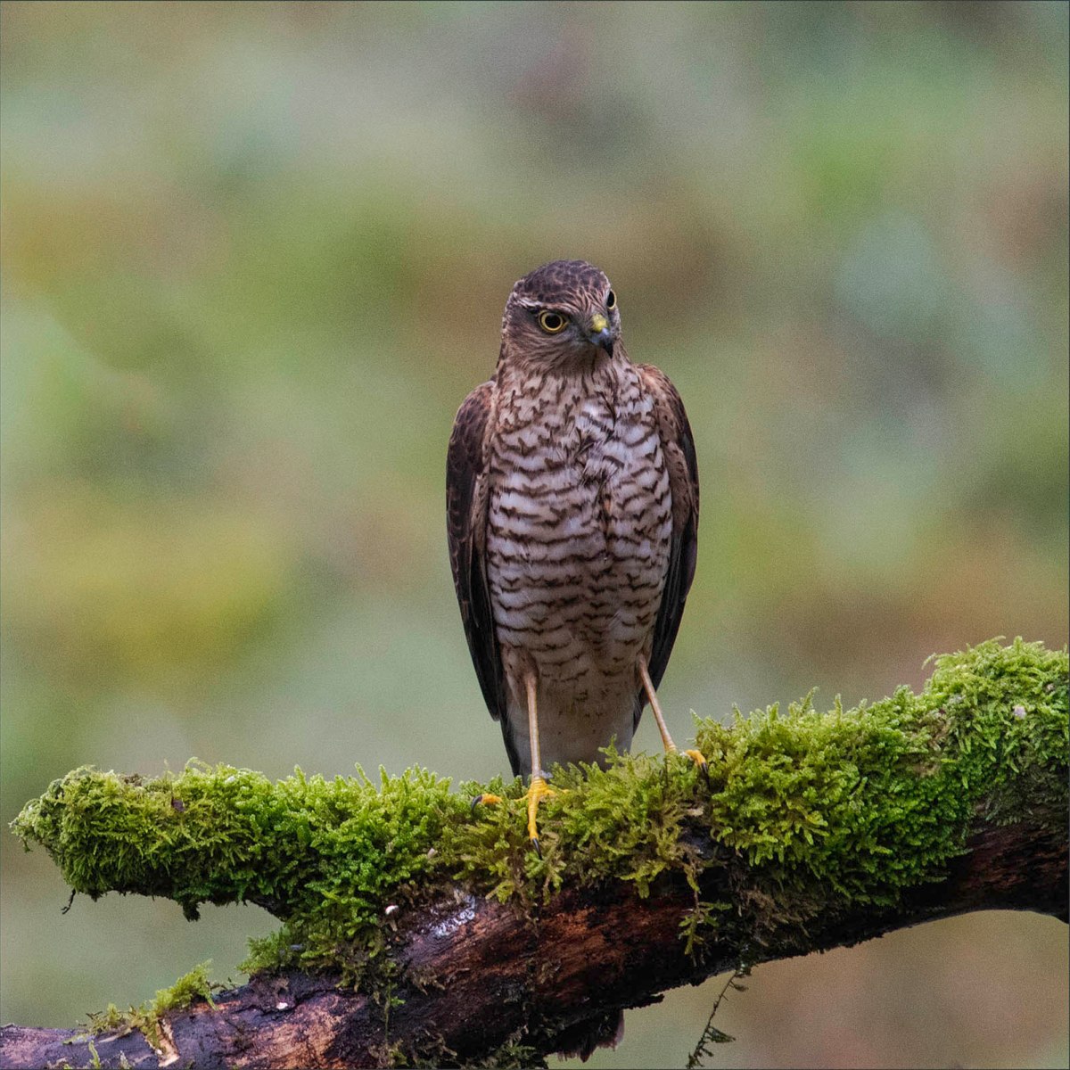 Sparrowhawk euthanised in Scottish Highlands after illegal trap caused ‘catastrophic’ leg&nbsp;injury