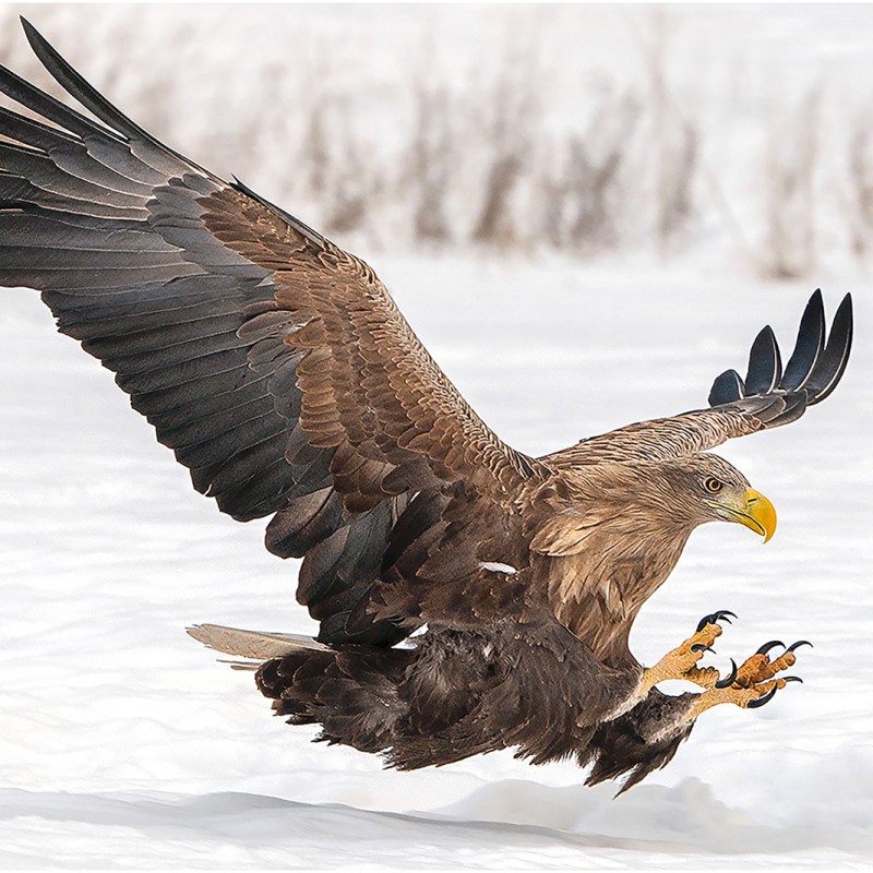 White-tailed Eagles to be released in Exmoor National Park this&nbsp;year