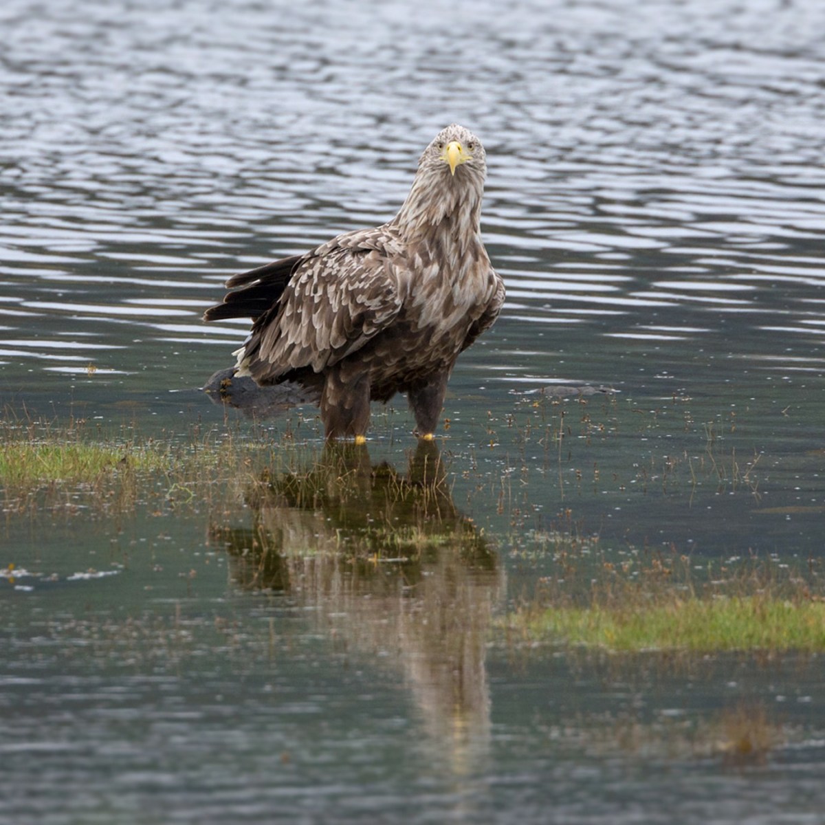 Statement from Natural England on decision to licence release of White-tailed Eagles in Exmoor National&nbsp;Park
