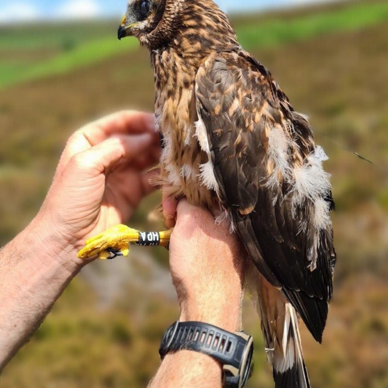 Yet another Hen Harrier ‘disappears’ from Ruabon grouse moor in North Wales – her satellite tag had been “deliberately cut&nbsp;off”