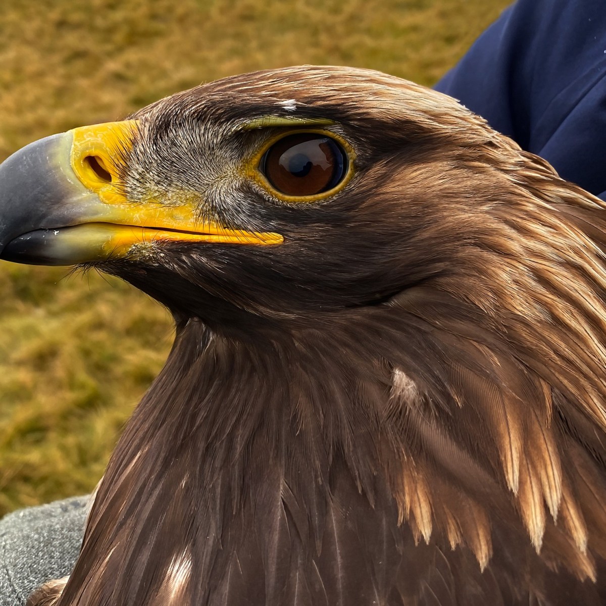 Golden Eagle dies of natural causes – gamekeepers seem to want credit for not killing&nbsp;it