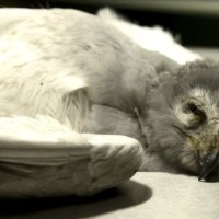 149 Hen Harriers confirmed ‘missing’ or illegally killed in UK since 2018, most of them on or close to grouse&nbsp;moors