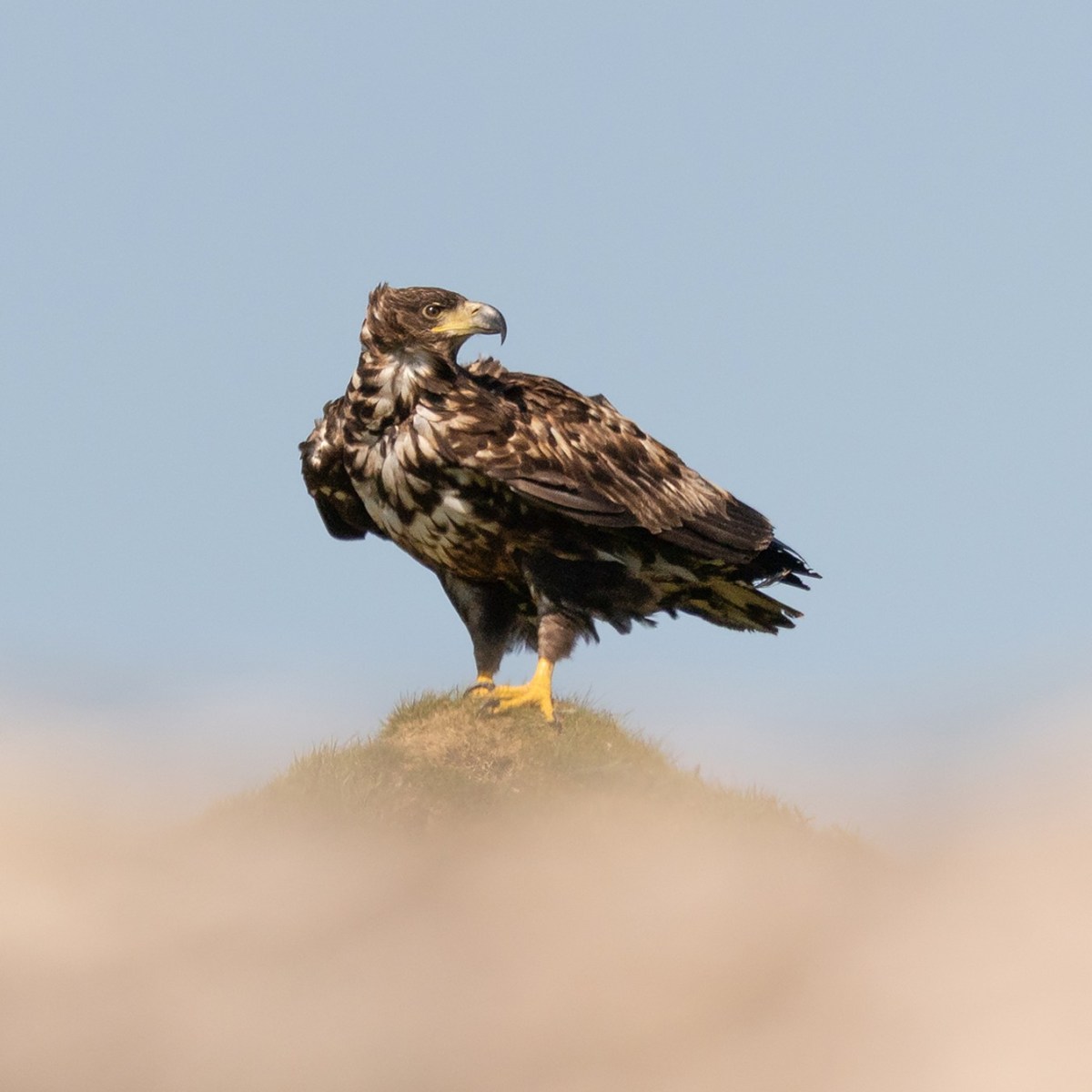 Young White-tailed Eagle ‘disappears’ from grouse shooting estate in North York Moors National&nbsp;Park