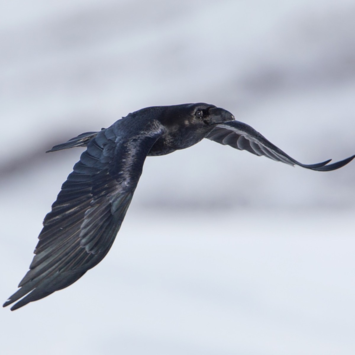 Raven shot in Essex: Police appeal for&nbsp;information