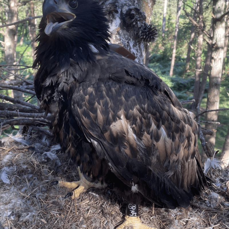 More news on the satellite-tagged White-tailed Eagle that ‘disappeared’ on a grouse shooting estate in the North York Moors National&nbsp;Park