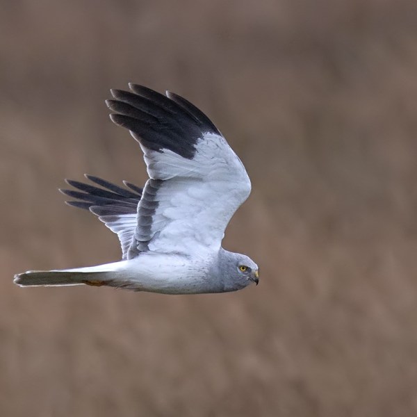 Natural England finally publishes its formal review of Hen Harrier brood meddling&nbsp;trial