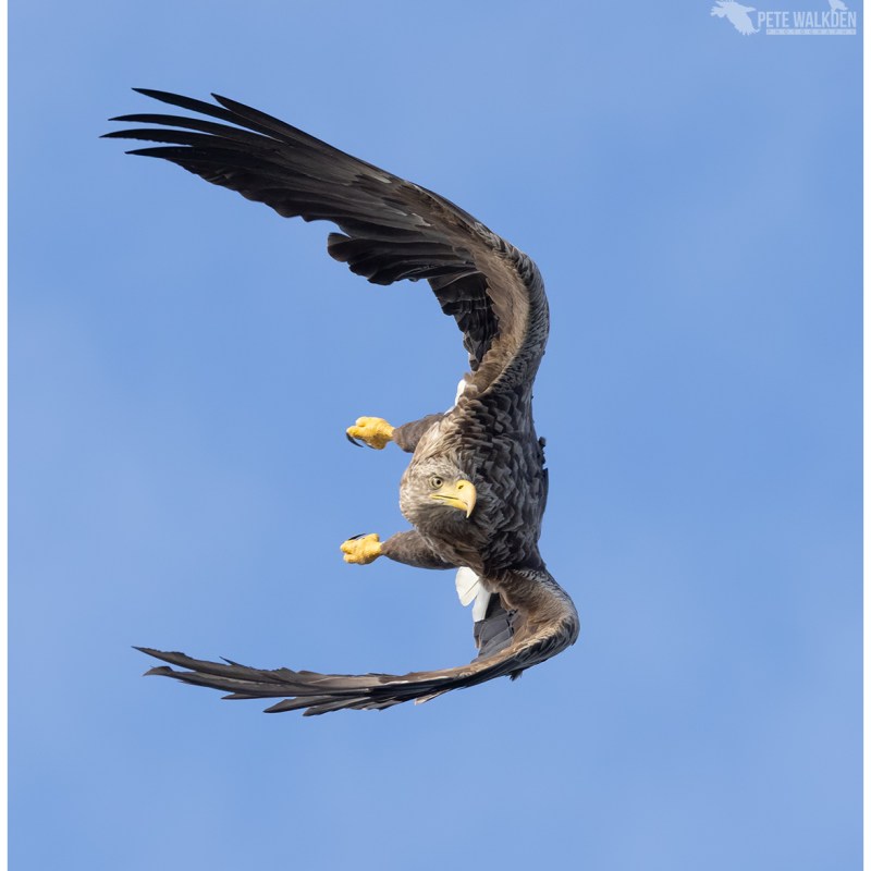 Joint satellite tagging project to see how White-tailed Eagles interact with livestock in western&nbsp;Scotland