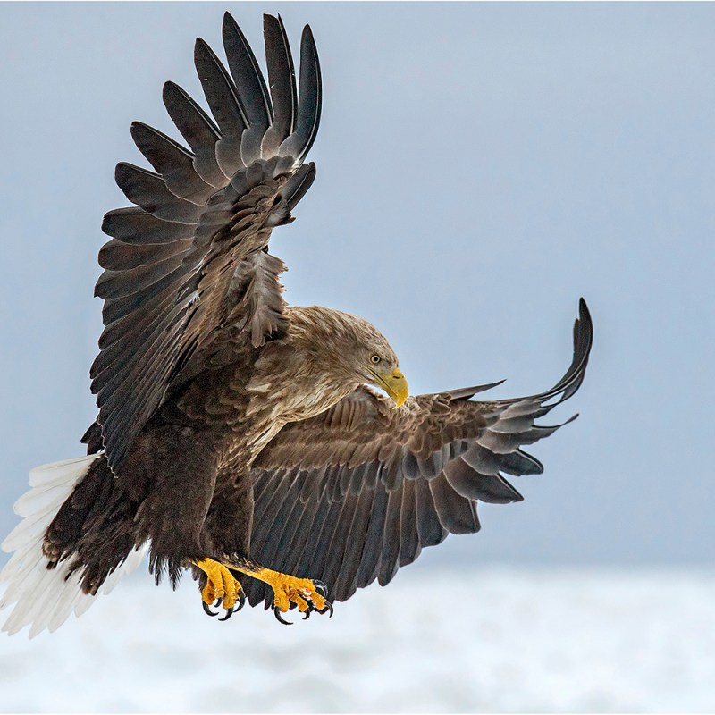 Confirmation of further White-tailed Eagle poisonings in&nbsp;Dorset
