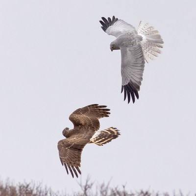 Sustained success in 2026 for Hen Harriers on United Utilities-owned moorland in Bowland,&nbsp;Lancashire