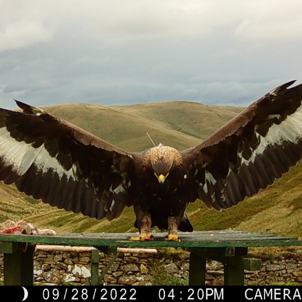 Raeshaw Estate seeks judicial review of General Licence restriction relating to Golden Eagle Merrick being ‘shot &&nbsp;killed’