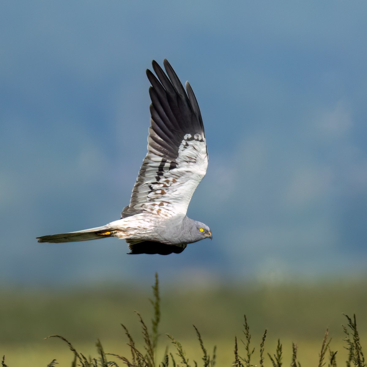 Montagu’s Harrier, UK’s rarest breeding raptor, nests successfully in England for second year in a&nbsp;row
