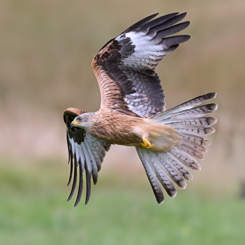 Red Kite found poisoned in Cairngorms National Park: Police Scotland appeals for&nbsp;information