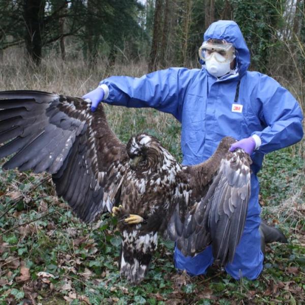 Natural England forced to admit ‘Every White-tailed Eagle death in Dorset linked to rat&nbsp;poison’