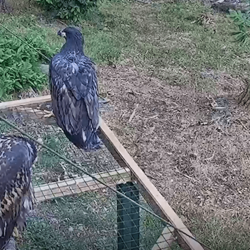 First White-tailed Eagles released in Exmoor National&nbsp;Park