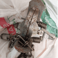Police Scotland appeals for information after Red Kite caught in illegal trap in Strathdon,&nbsp;Aberdeenshire