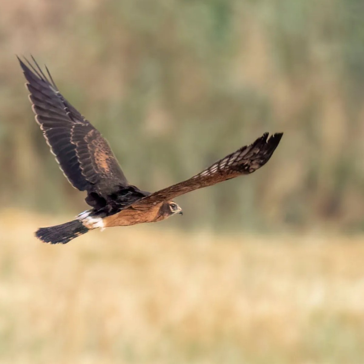 Satellite-tagged Montagu’s Harrier killed in train&nbsp;collision