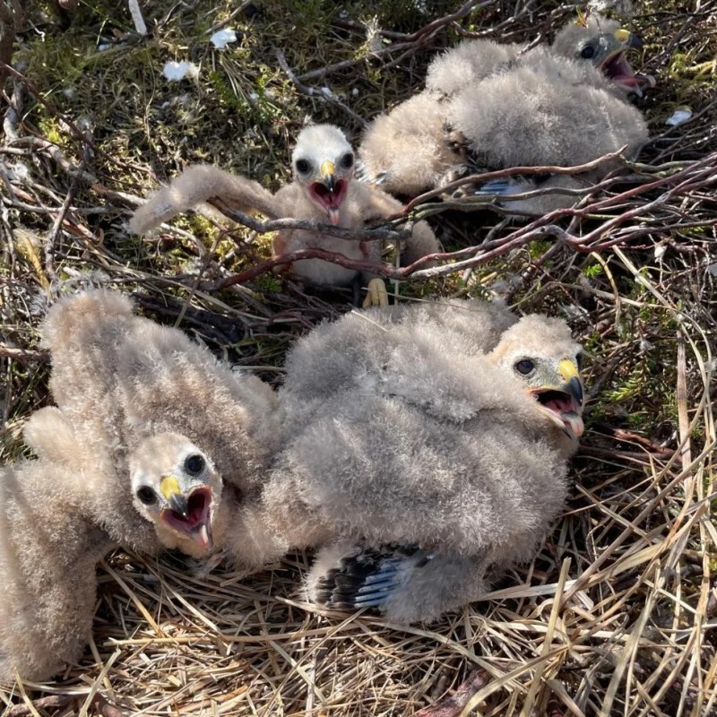 Record year for hen Harriers at RSPB’s Geltsdale Reserve in&nbsp;Cumbria
