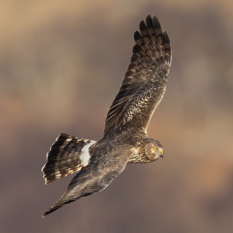 More breeding success for Hen Harriers on RSPB reserves – this time in&nbsp;Wales