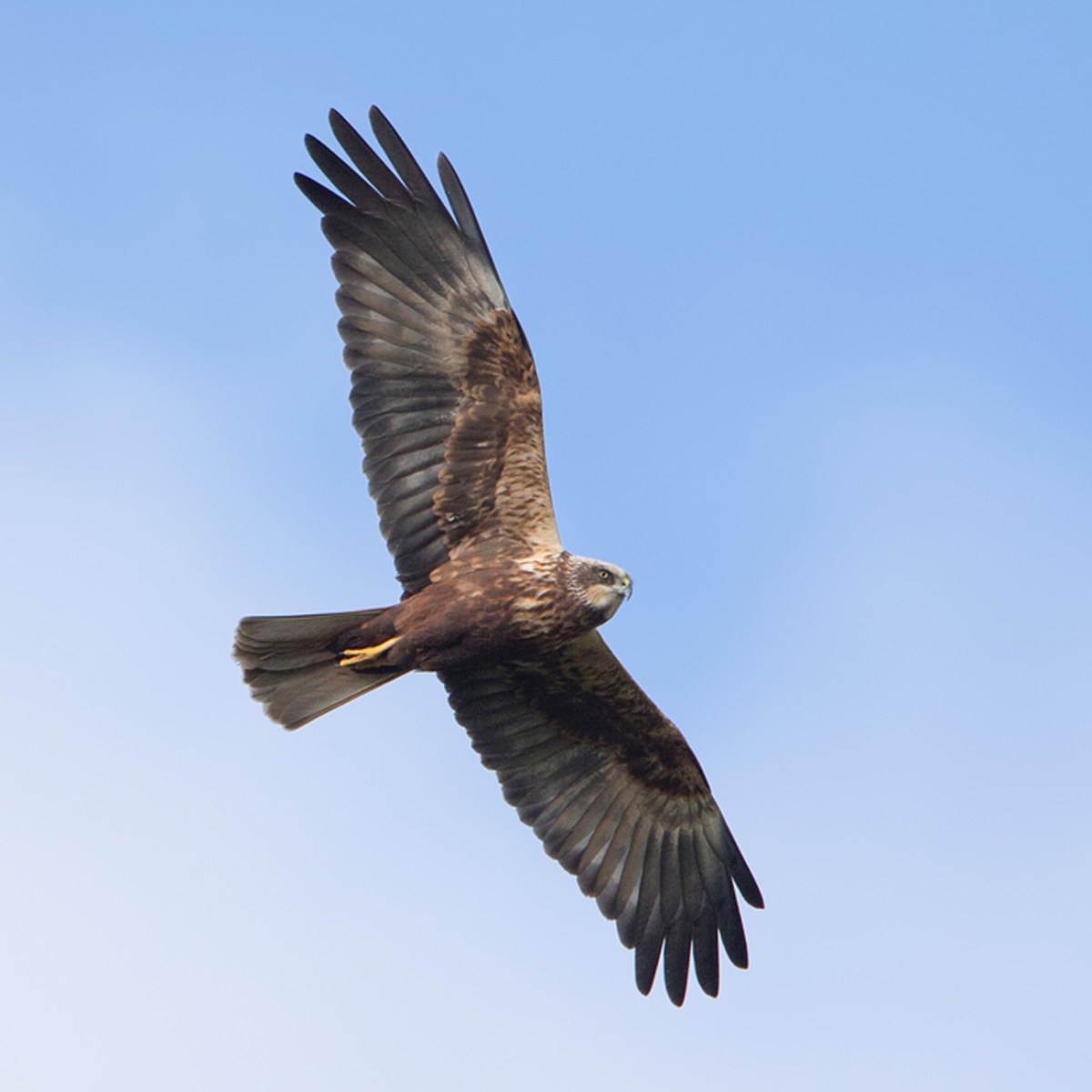Marsh Harrier found shot in North York Moors National Park – Police appeal for&nbsp;information