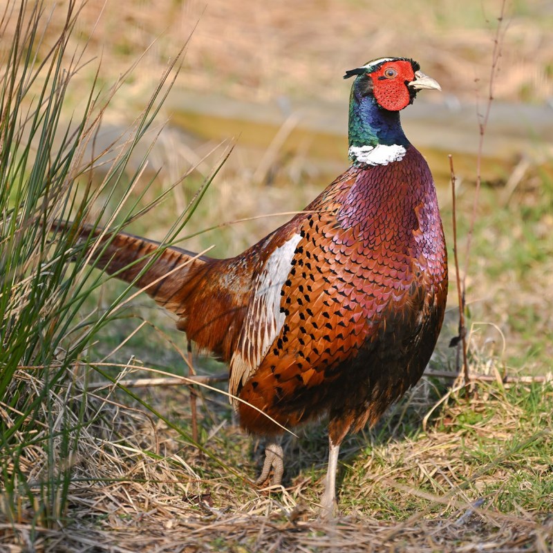 Defra’s Call for Evidence on all aspects of gamebird rearing, releasing and shooting is now open – this is your opportunity to be&nbsp;heard