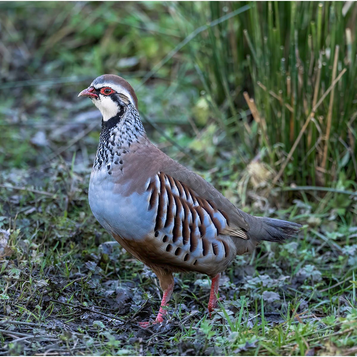 Game dealers say more Red-legged Partridges have been released this year than they can cope&nbsp;with