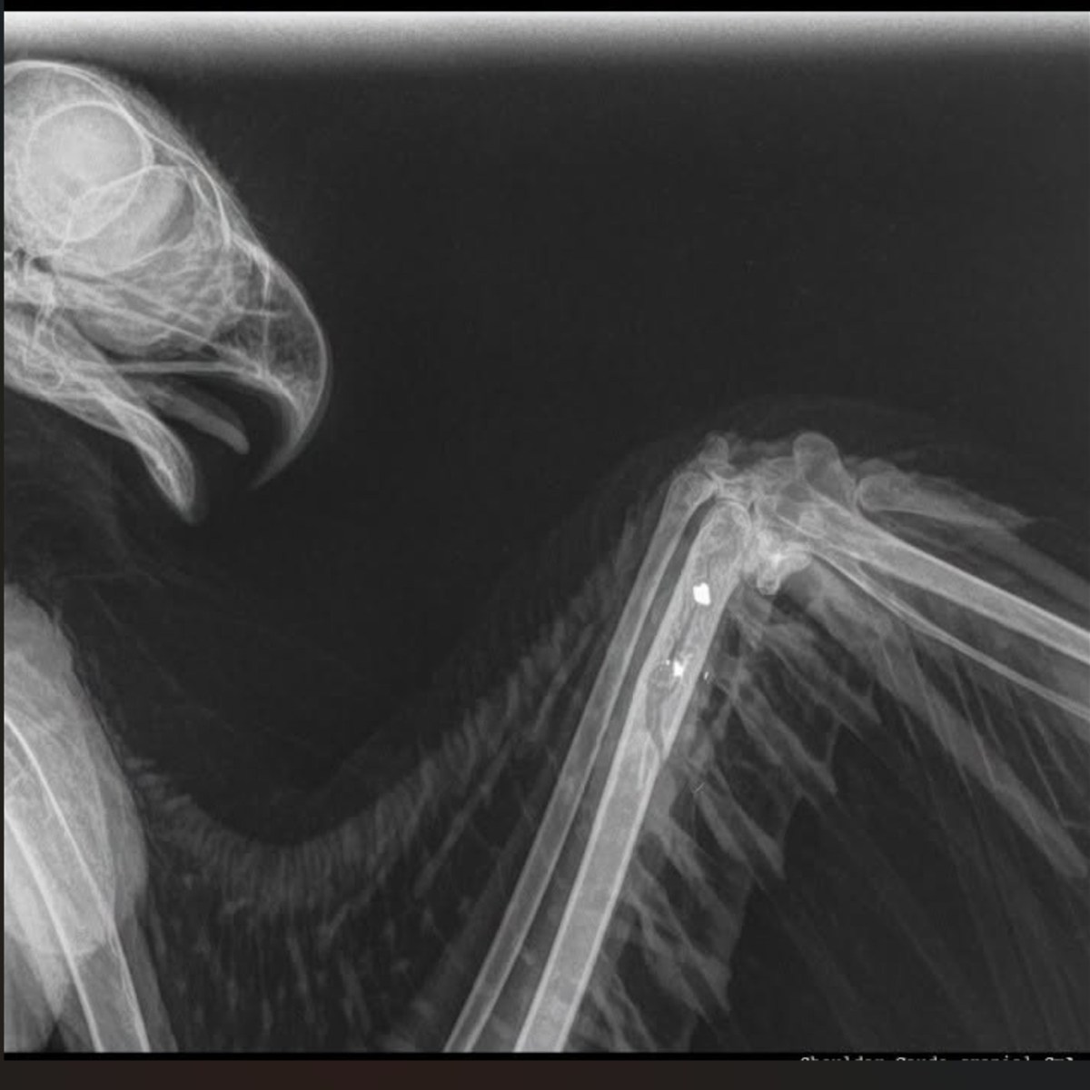 Red Kite dies after being found with gunshot injuries in Peak District National Park – Police appeal for&nbsp;information