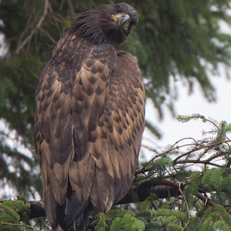 Senedd Environment Committee asked to restrict eagle-killing&nbsp;poisons