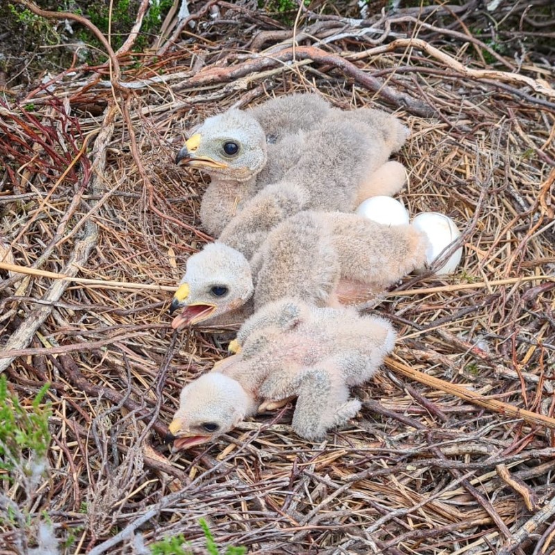 Post-mortems suggest five Hen Harrier chicks found dead in nest on grouse moor in northern England had injuries consistent with being&nbsp;stabbed