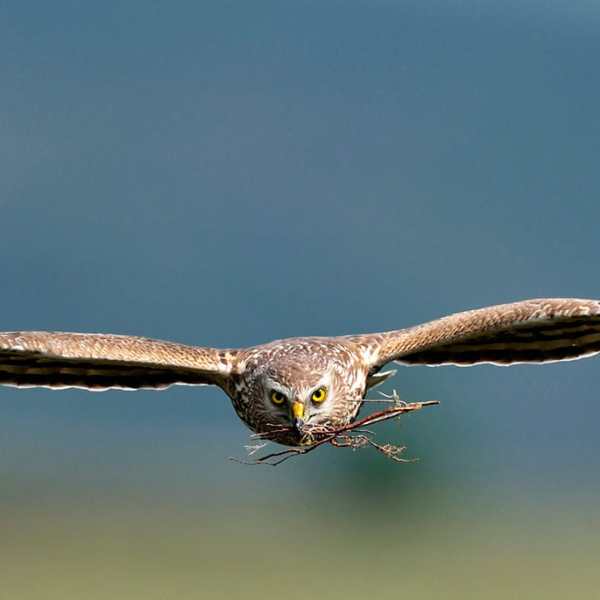 Guest blog: What happened to the 58 Hen Harriers? The unanswered questions behind Natural England’s brood management&nbsp;experiment