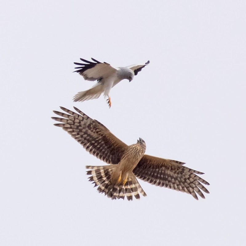 Natural England publishes 2026 Hen Harrier breeding attempts – only 9 (of 45) were on grouse&nbsp;moors