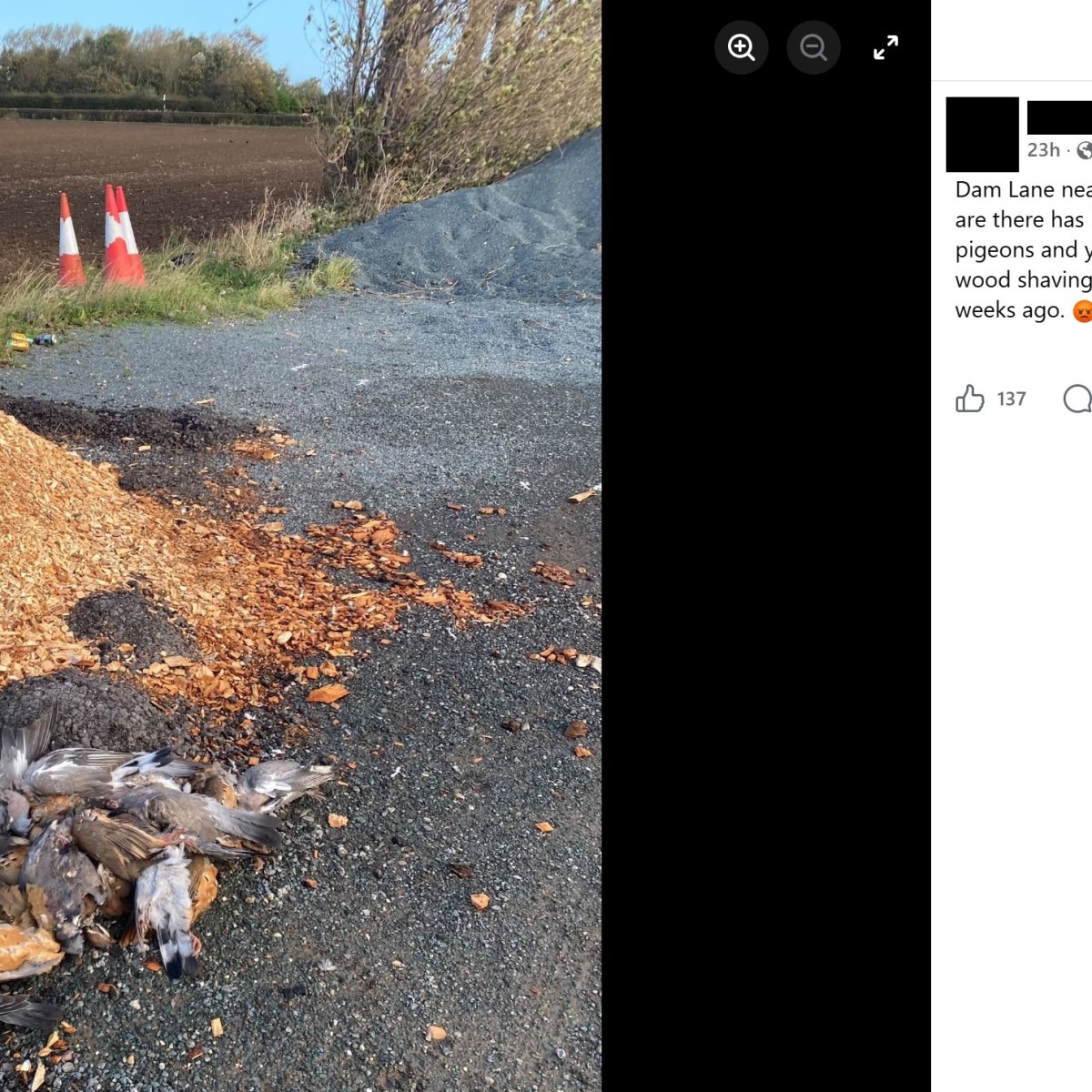 Dead Partridges & Pigeons dumped in lay-by in East Riding of&nbsp;Yorkshire